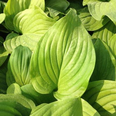 Hosta 'Mojito'